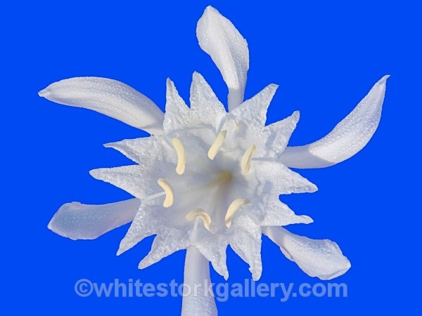 Sea Daffodil - Up Close !