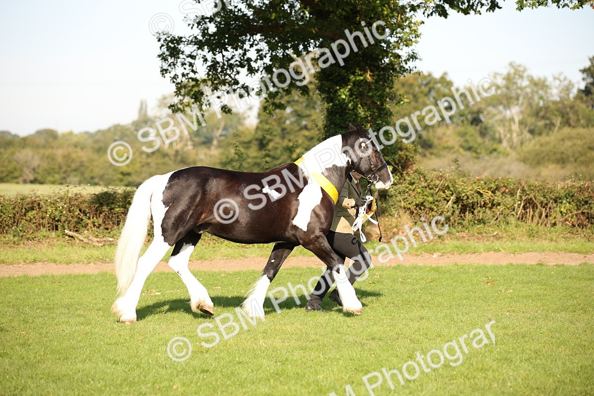 SBM_58779 - S51 - Piebald & Skewbald Horse In Hand