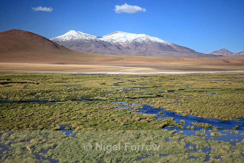 Vega de Putana wetland & Tocorpuri beyond, Chile - Chile