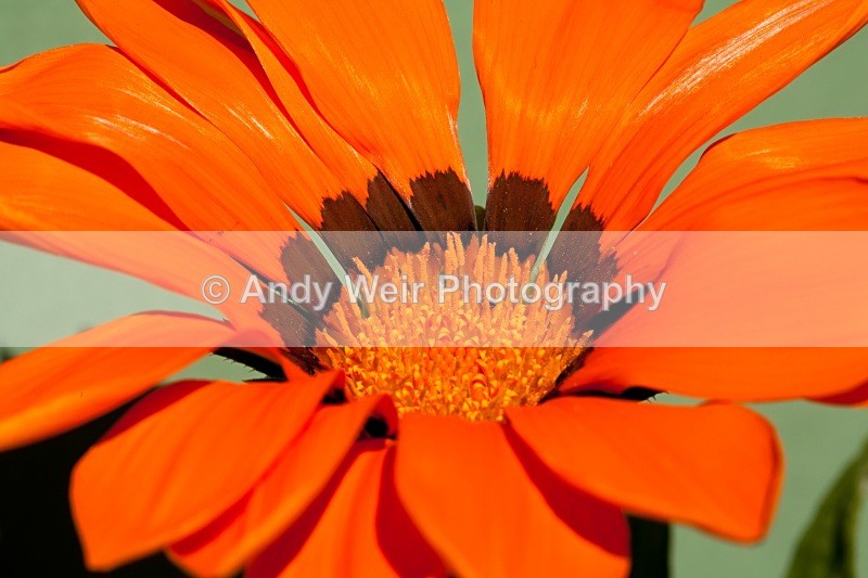 20110603-IMG_4523 - Plants & Flowers