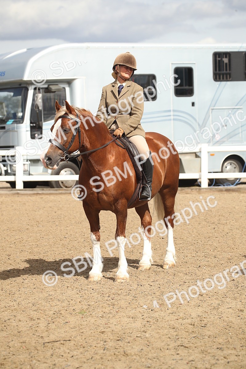 SBM_14576 - Class 505a - M&M Working Veteran - 50cm (15-19)