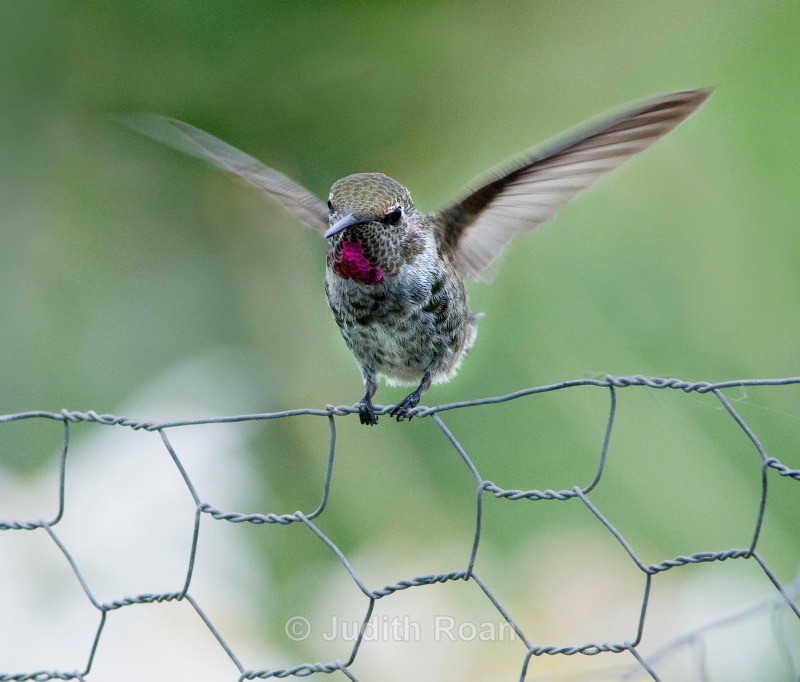 Annas Hummingbird female on a fence - Backyard Birds of the Pacific Northwest