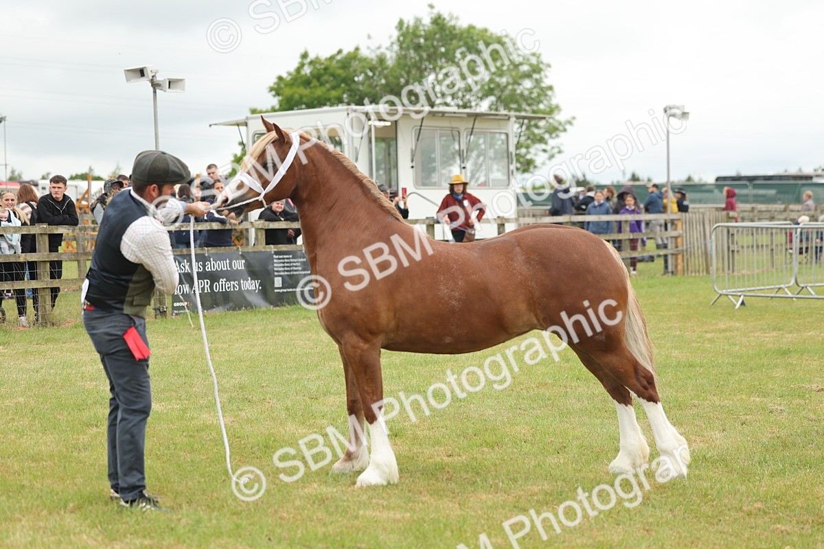 SBM_04936 - Class 50-57 - M&M Welsh Pony In Hand