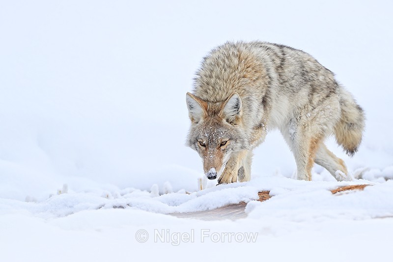 Coyote slinks by, Hayden Valley, Yellowstone National Park - Coyote