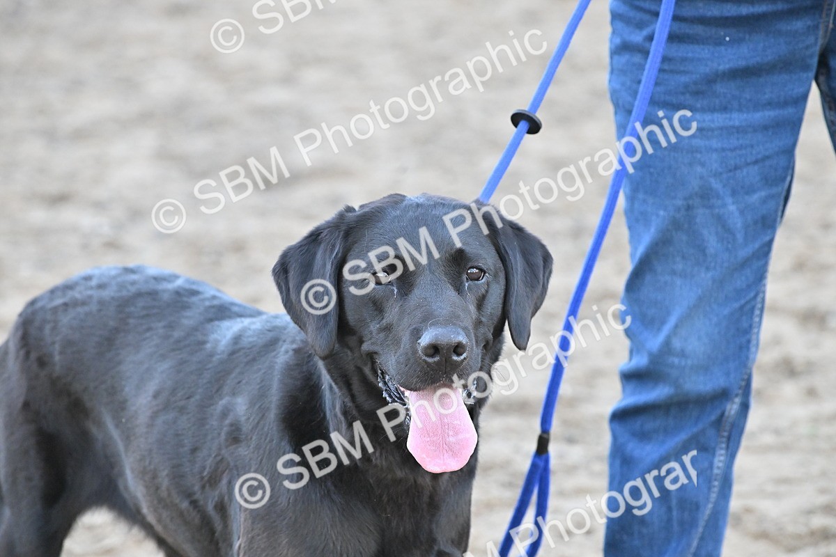 SBM_09556 - Lorry Dogs