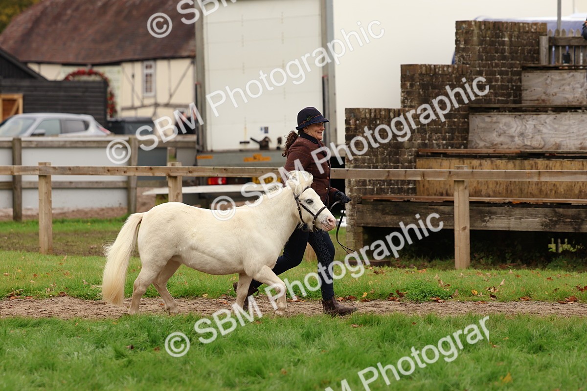 SBM_59872 - S36 - Rehabiliated Rescue Horse & Pony In Hand & Ridden