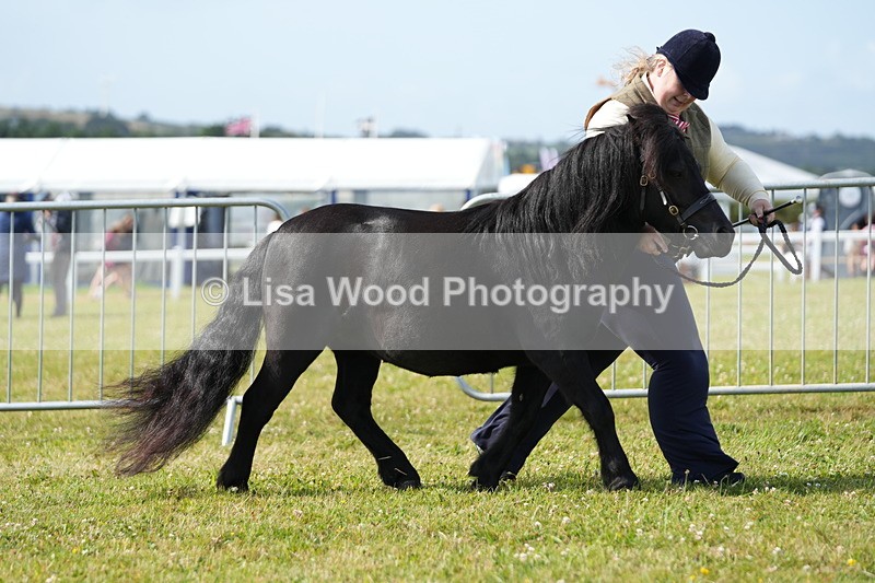 DSC05257 - Class 49: NPS Shetland 4 years and over