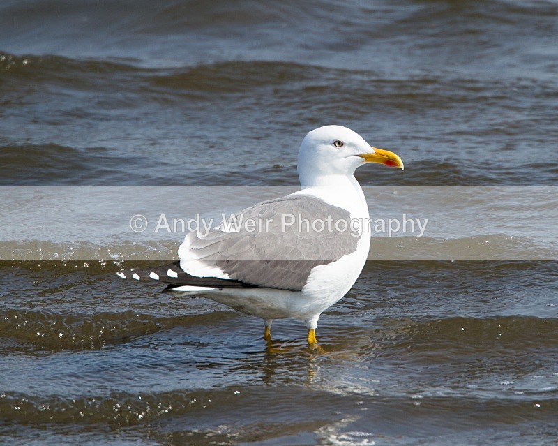 20110430-IMG_5192 - Gulls