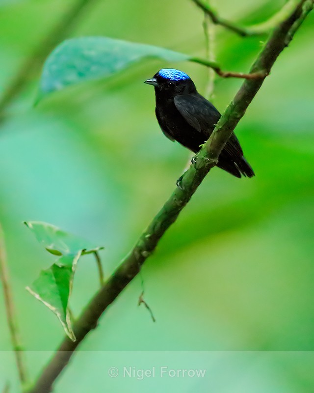 Blue-crowned Manakin, Costa Rica - Blue-crowned Manakin