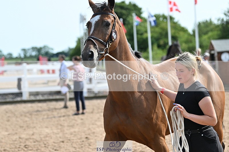 240717A-160227-03281 - Trot Up 4pm to 5pm