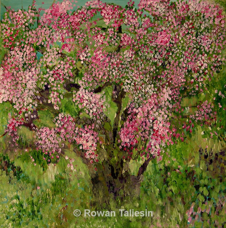 Apple Tree copyright Rowan Taliesin 2015 - PROJECT - Trees, Tales and Trails