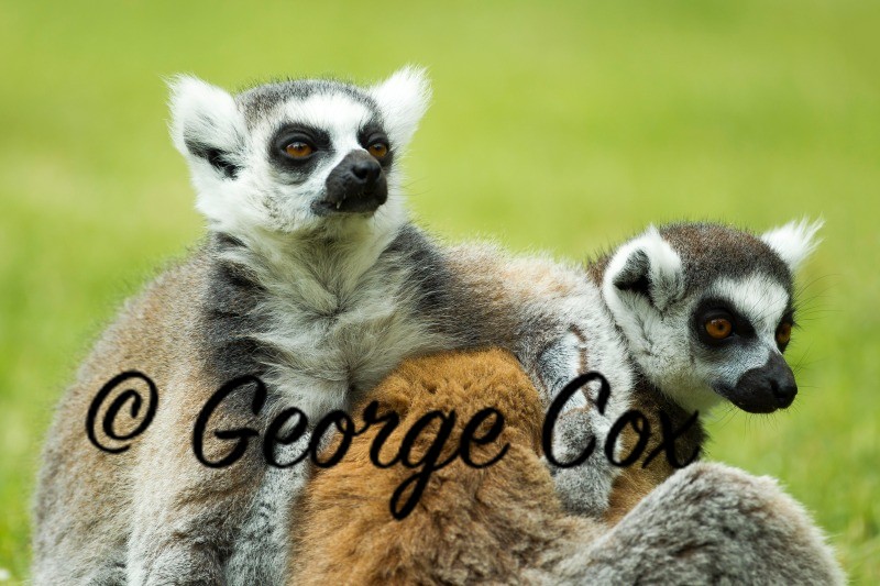 Ring Tailed Lemur