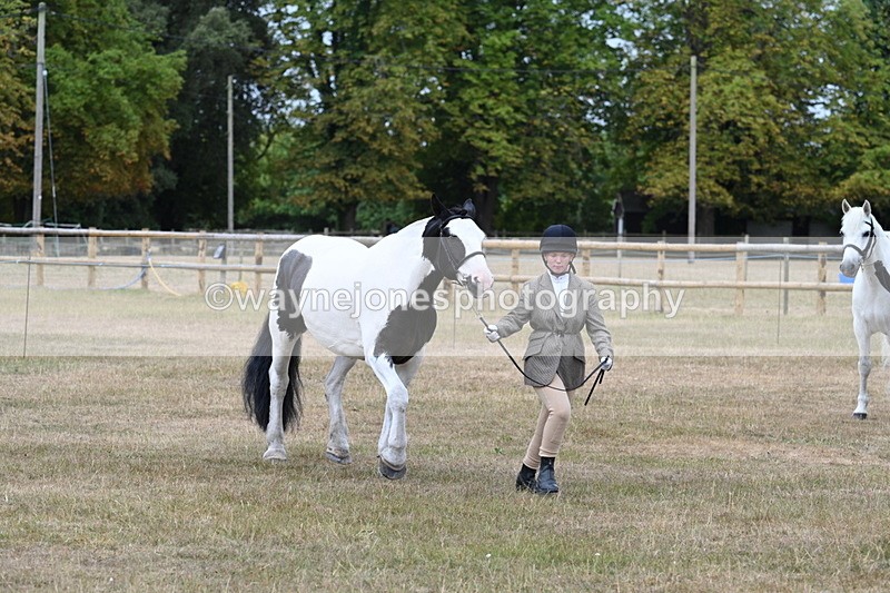 WJ7_9947 - Class 5a Most Handsome Gelding (above 14.2hh)