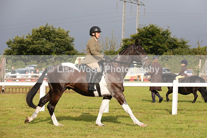 1X9A2933 - Class 25: Ridden Plaited Coloured Horse