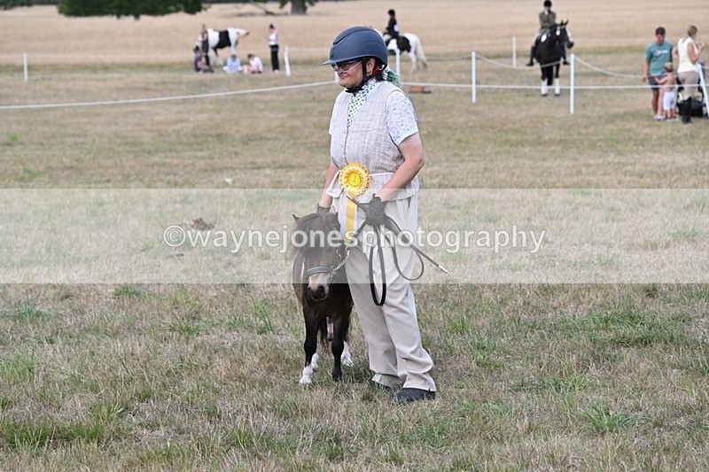 WJ6_7143 - Class 21 Shetland & Mini Horses