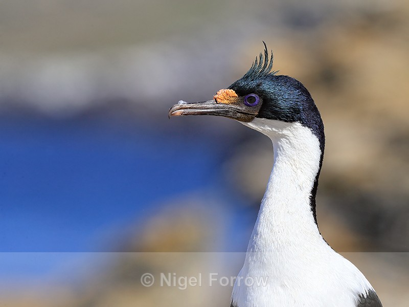 Head of adult Imperial Shag, Carcass Island, Falklands - Imperial Shag