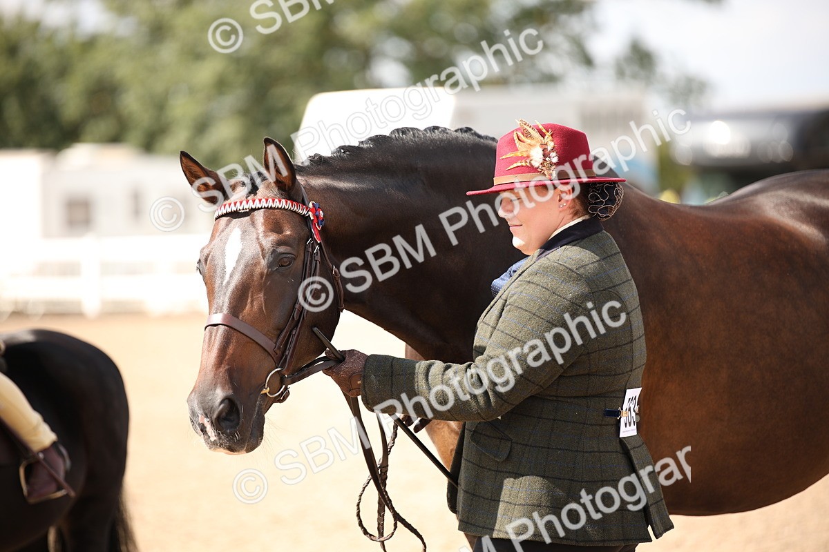SBM_03433 - Class 18 Handsomest Gelding (IH or Ridden)