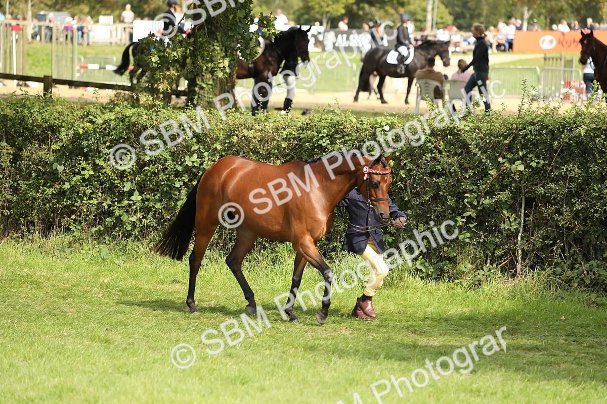 SBM_67745 - S39 - Junior Handler 8  Years & Under