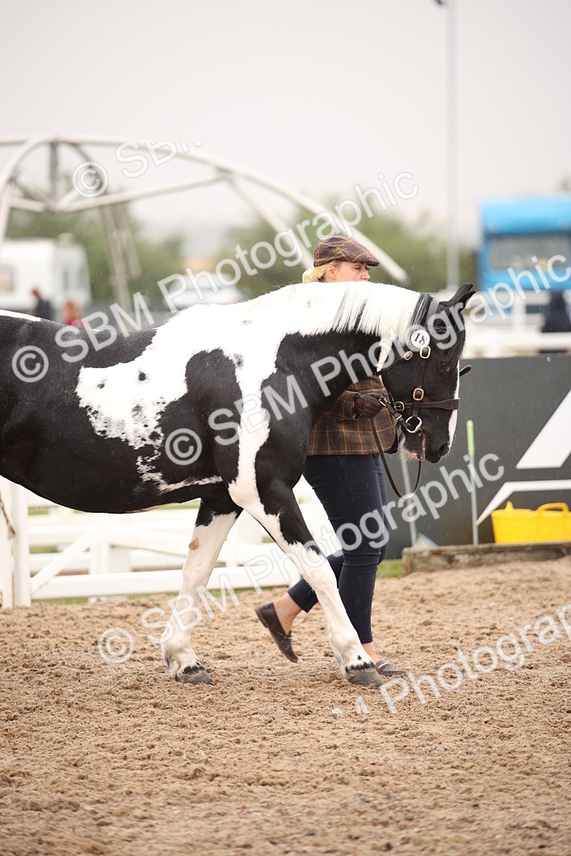 SBM_20218 - Class 703 - IH  Coloured