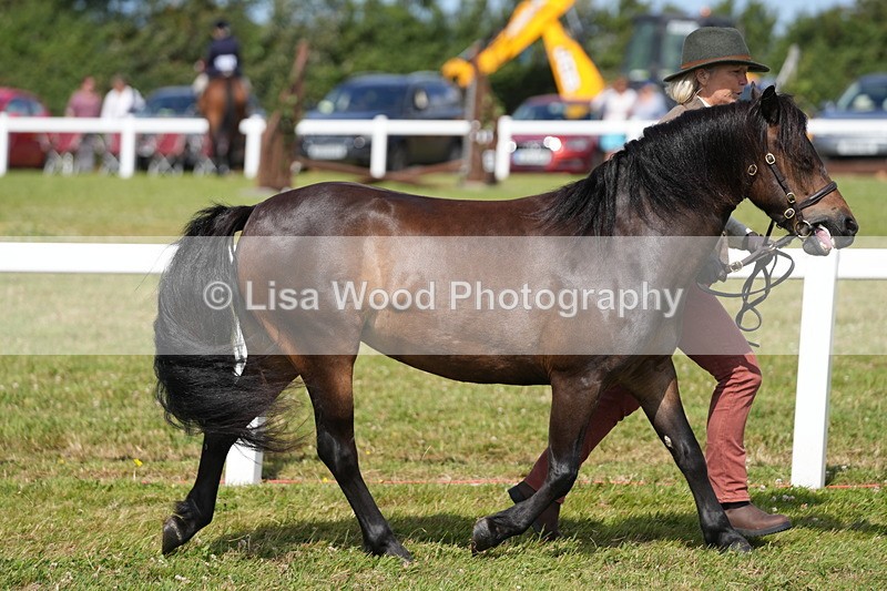 DSC05494 - Class 50: NPS M&M 4 years and over Small Breeds