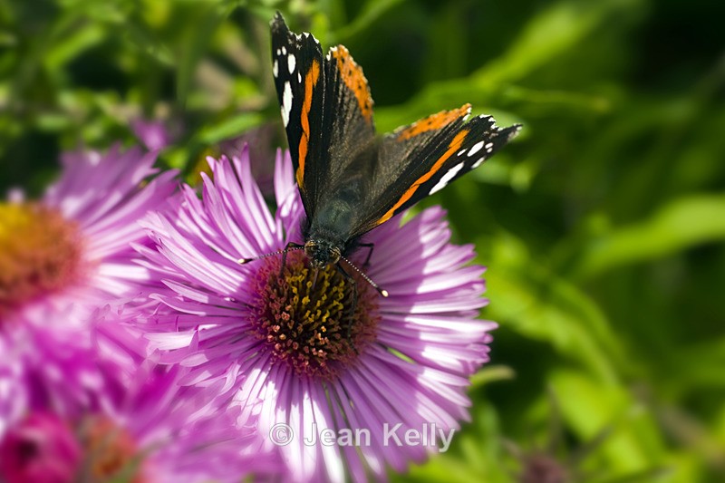 Red Admiral butterfly - 7181 - Insects