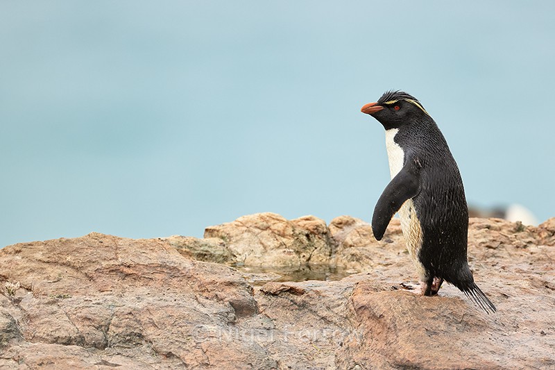 Rockhopper Penguin standing on clifftop, Saunders Island, Falklands - Rockhopper Penguin