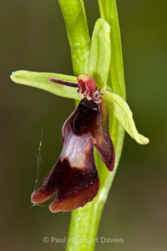 Fly Orchid (Ophrys insectifera) - Orchids - Ophrys