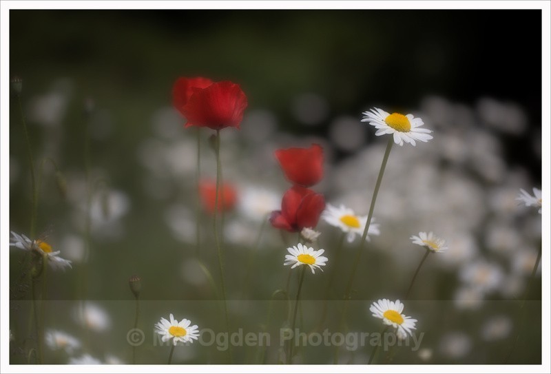 Oxide explosion - Flora & Fauna