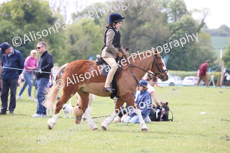 20260426-2917 - Class 33 - Best Pony 14.2hh and Under
