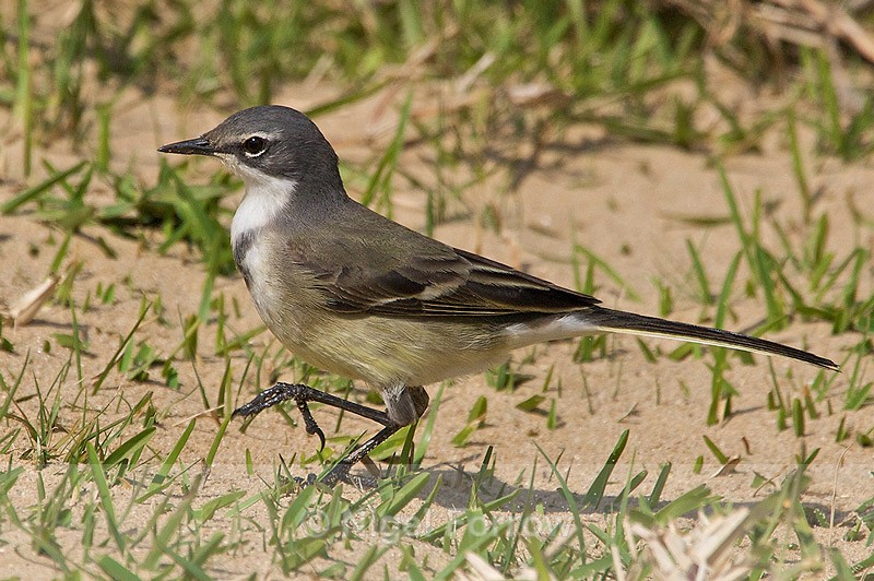 Cape Wagtail walking on sandy ground - Cape Wagtail