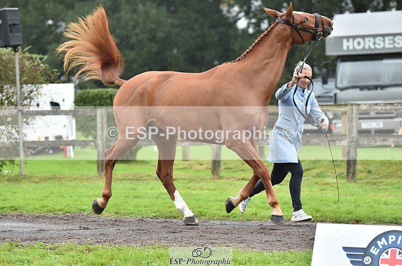 231018-123150-00358 - 043-OTTENTIK.NOBILITY-Dani.Evans-TrotUp