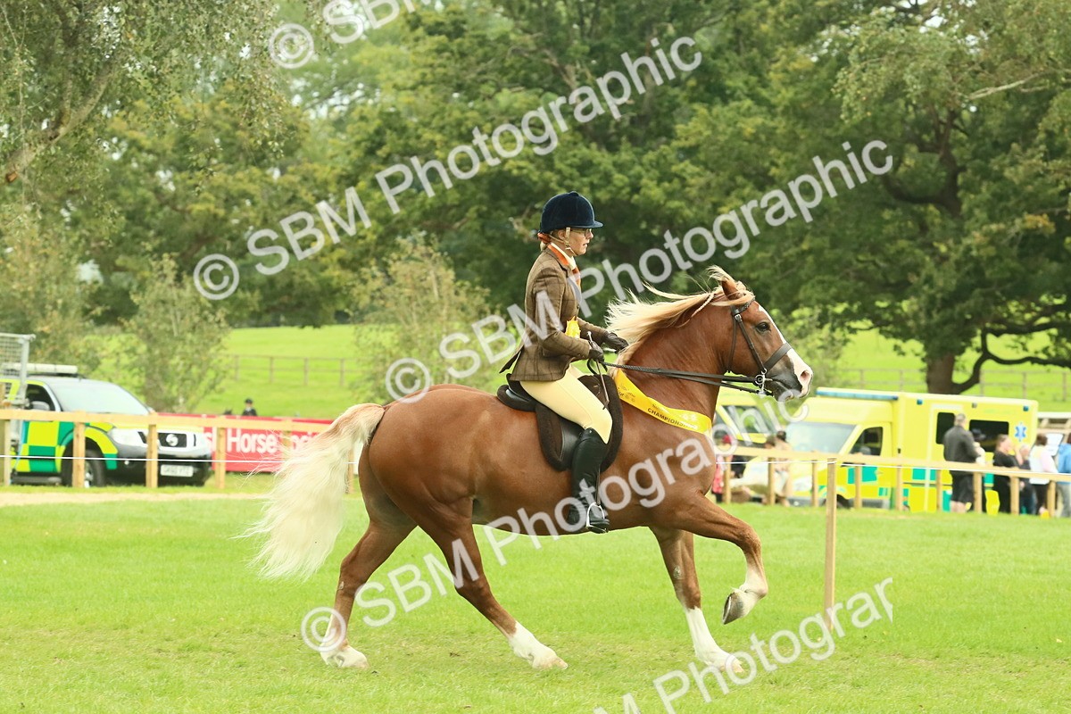 SBM_75028 - Ridden Pony Supreme Championship