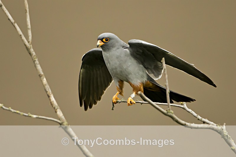 Red-footed Falcon  (m) - Well Hide & Falcon Tower Hide