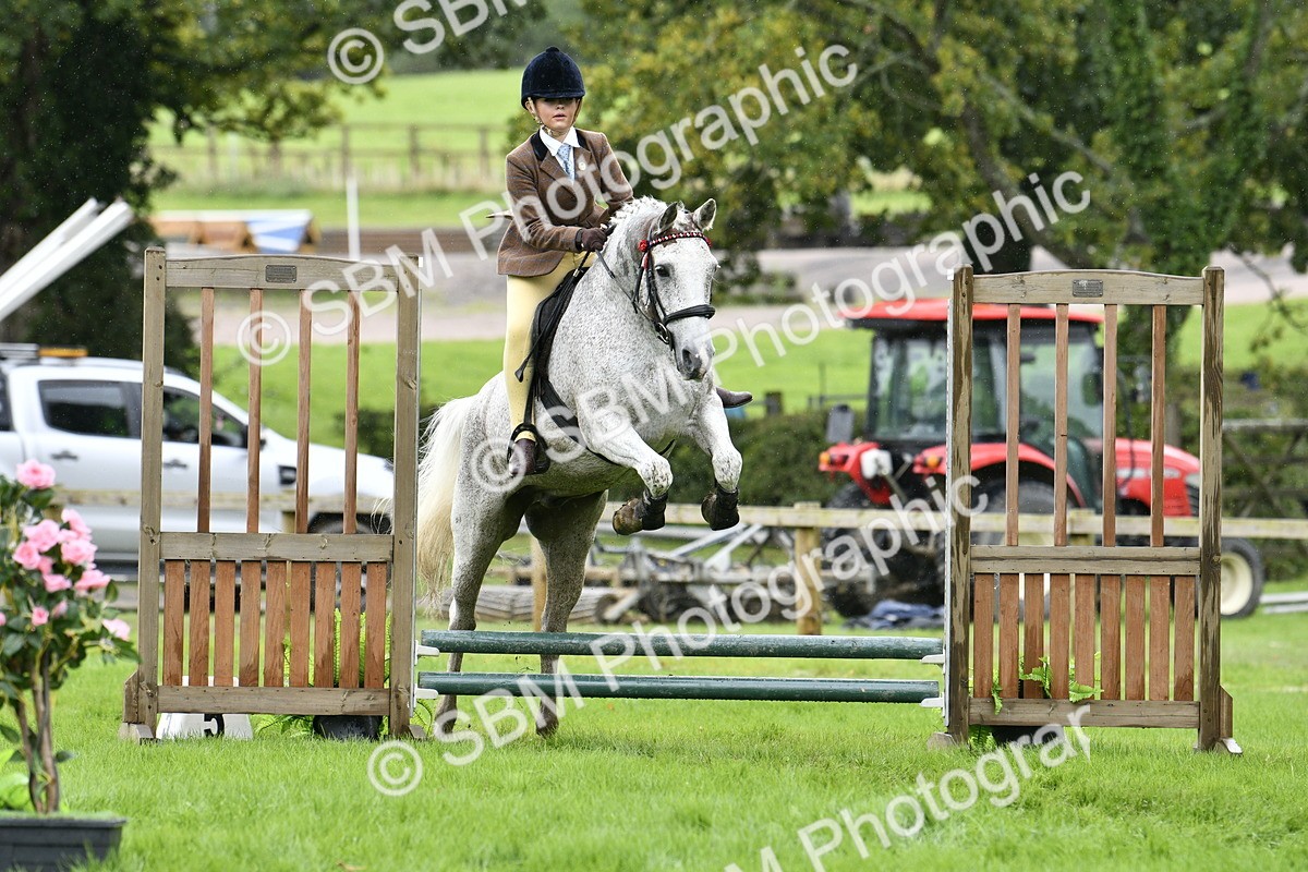 SBM_41448 - S32 - Mountain & Moorland Working Hunter Pony