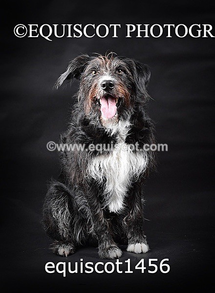 equiscot1456 - RUSSO