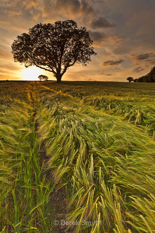 Sunset Over The Barley Field