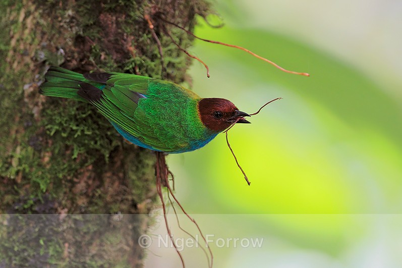 Bay-headed Tanager collecting nest material at La Paz Gardens - Bay-headed Tanager