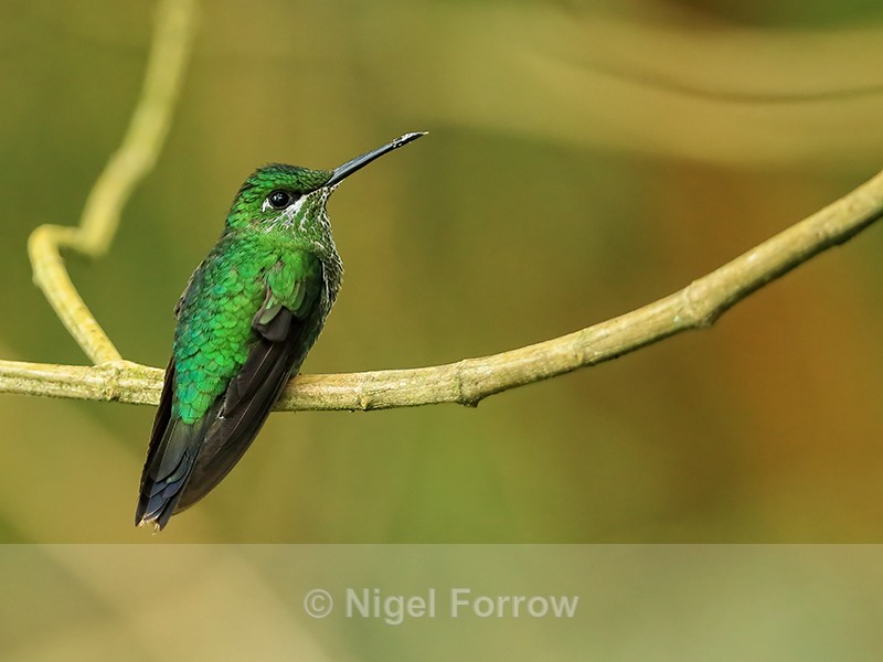 Green-crowned Brilliant (female) back, Costa Rica - Green-crowned Brilliant