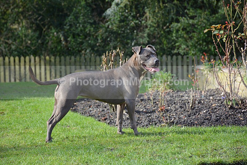  - American Staffordshire Terrier