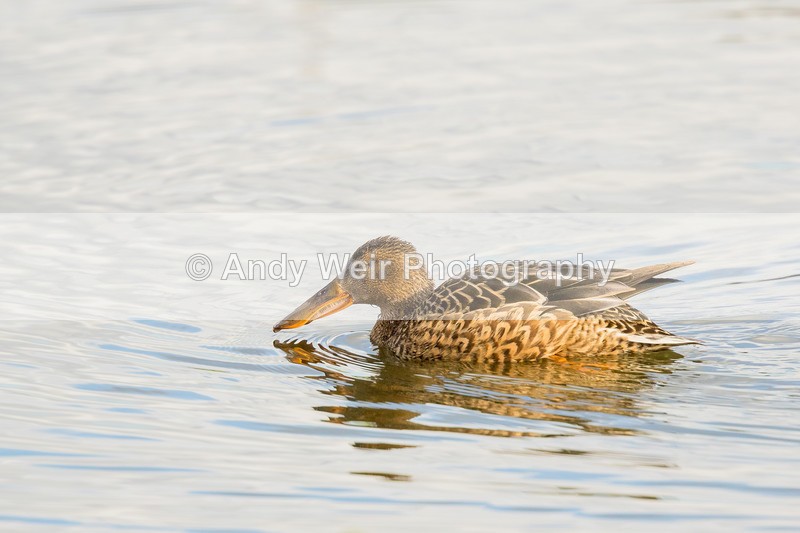 20170207-8E0A3361 - Shoveler