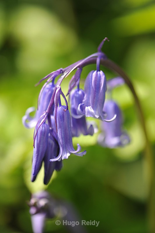  - Bluebells