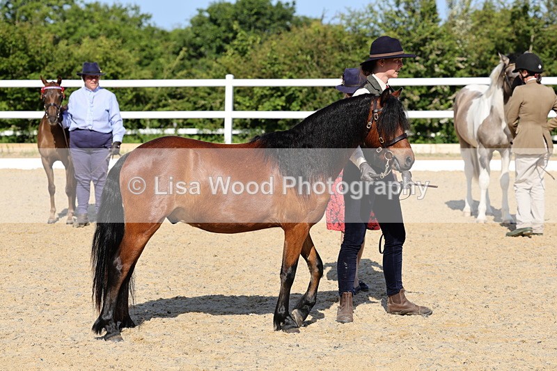 1X9A0677 - Class 3: Youngstock 1, 2, 3 year old not to exceed 153cm