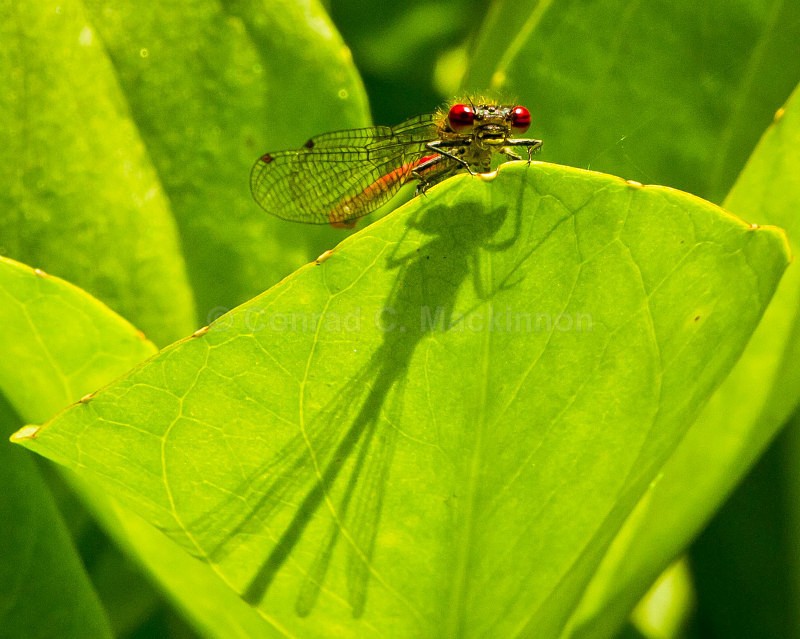 Me and my shadow - Dragons