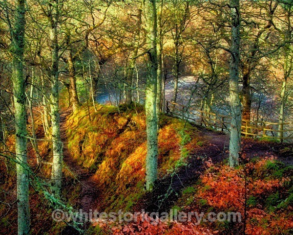 Path to Randolph's Leap - Light In The Forest