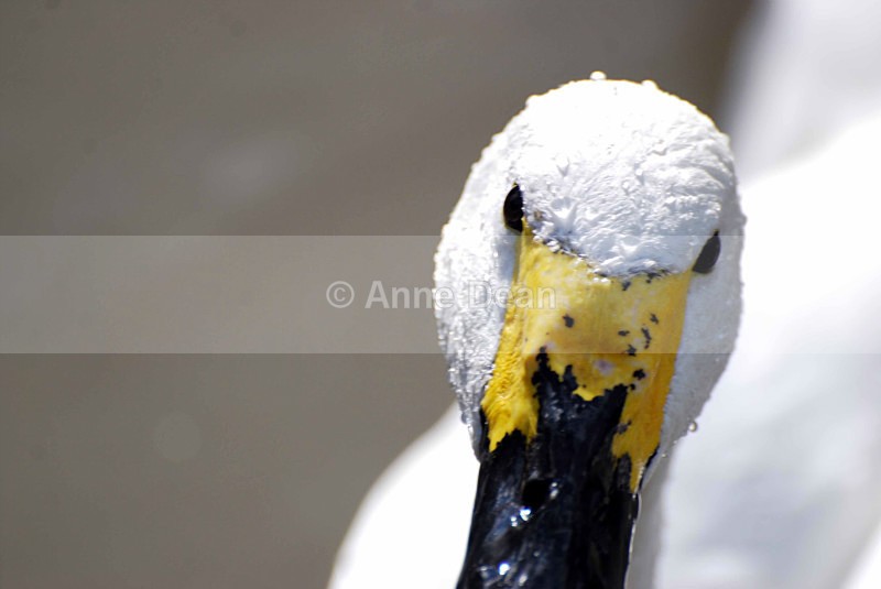 Who'll blink first? - Wildlife in the UK