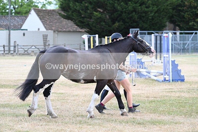 WJ7_1819 - Class 4a Prettiest Mare 14.2hh and over hand