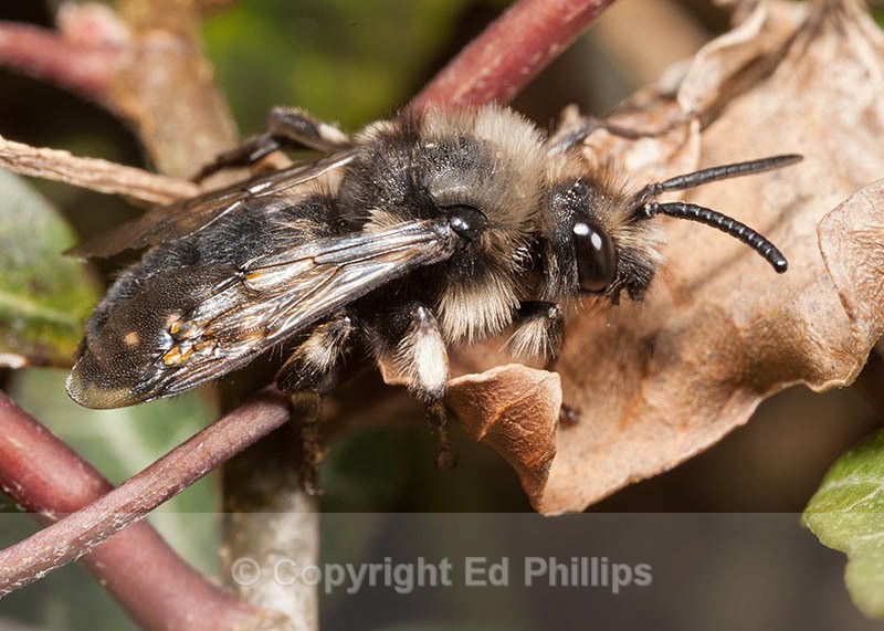 Melecta albifrons - Melecta albifrons