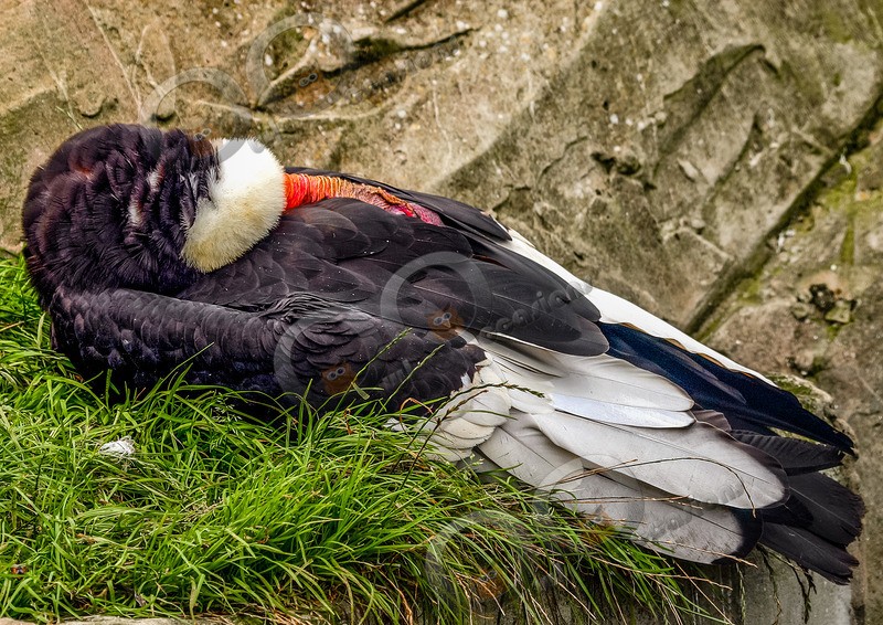 Andean Condor - BoP from around the world