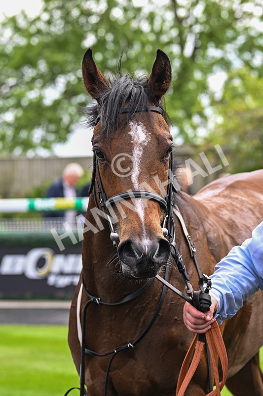 240525-Race 2-Argentine Tango-0385 - Race 2