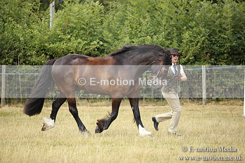 _C7A9577 - BVRC Sow 2018 Ring 2